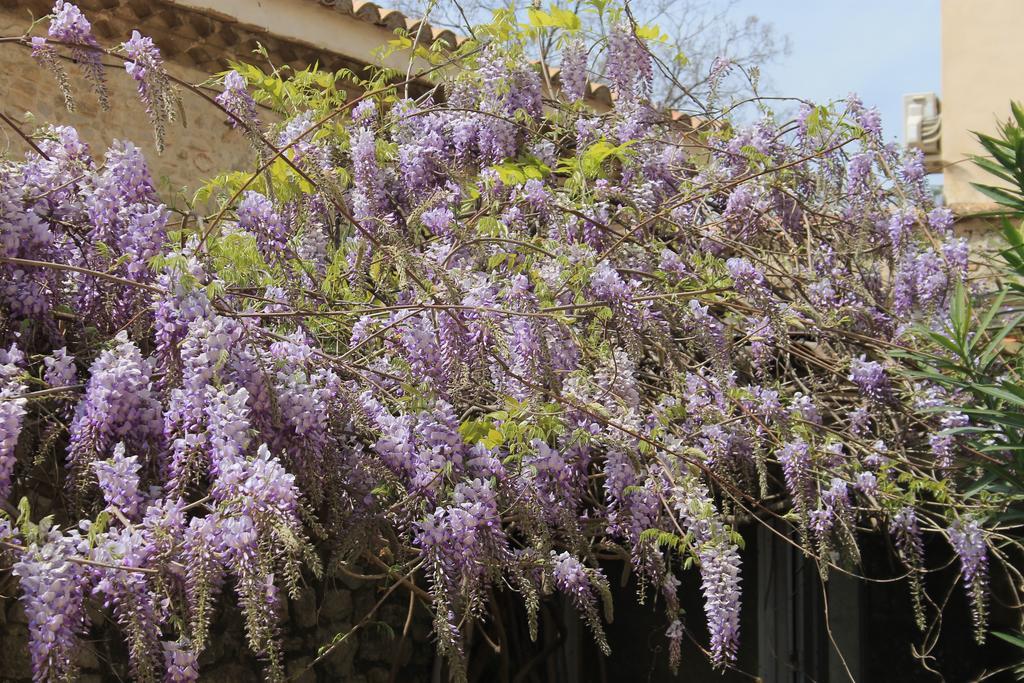 Saint-Gervasy La Rose Bed & Breakfast エクステリア 写真